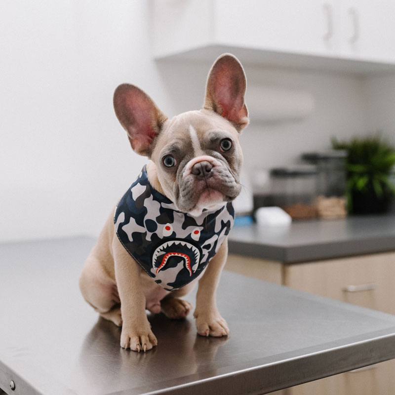 A French Bulldog wearing a camouflage bandana sitting on a vet's examination table.