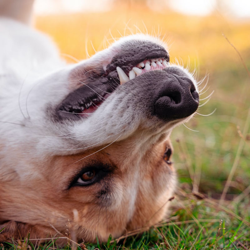 image of dog baring teeth