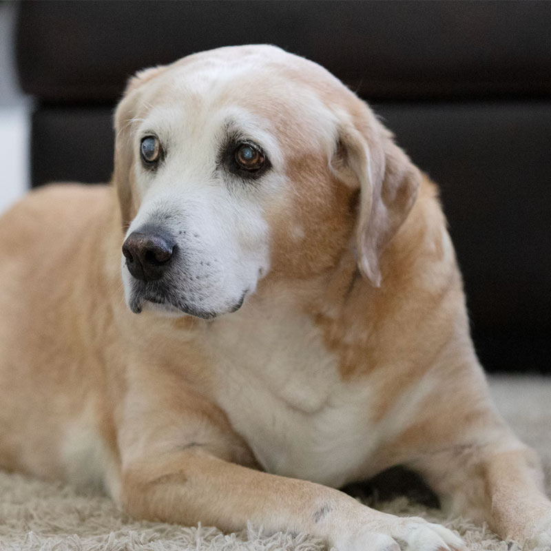 a senior dog image