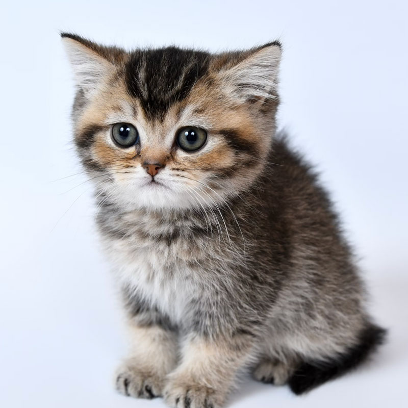 image of a kitten